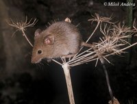 Micromys minutus - Eurasian Harvest Mouse