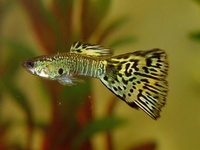 Poecilia reticulata - Barbados Millions