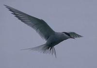 Image of: Sterna paradisaea (Arctic tern)