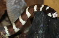 Image of: Lampropeltis zonata (California mountain kingsnake)