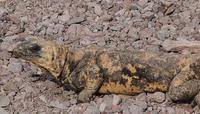 Image of: Sauromalus ater (common chuckwalla)