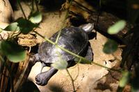 Malaclemys terrapin - Diamondback Terrapin