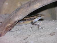 Trachylepis margaritifera