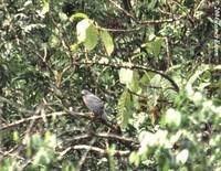 Moluccan Goshawk - Accipiter henicogrammus
