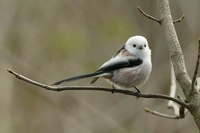 Long-tailed Tit - Aegithalos caudatus