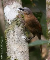 Ashy-headed Laughingthrush - Garrulax cinereifrons