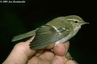 Yellow-browed Warbler - Phylloscopus inornatus