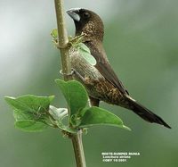 White-rumped Munia - Lonchura striata