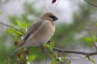 Desert Finch - Rhodospiza obsoleta