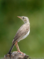 Richard's Pipit - Anthus richardi