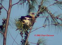 Vinous-breasted Starling - Sturnus burmannicus