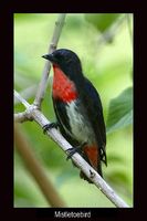 Mistletoebird