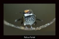 Rufous Fantail