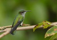 White-necked Jacobin (Florisuga mellivora) photo