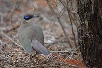 Olive-capped Coua (Coua (ruficeps) olivaceiceps) photo