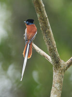 Madagascar Paradise-Flycatcher (Terpsiphone mutata) photo