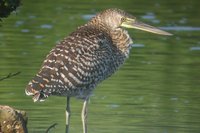 Bare-throated Tiger-Heron - Tigrisoma mexicanum