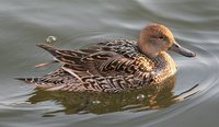 Northern Pintail - Anas acuta