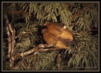 Nocturnal Curassow - Nothocrax urumutum