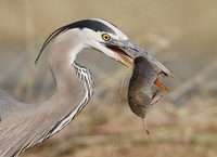 Great Blue Heron (Ardea herodias) photo