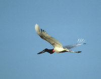 Jabiru (Jabiru mycteria) photo