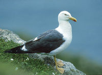 Lesser Black-backed Gull (Larus fuscus) photo