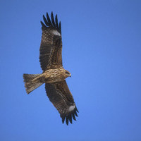 Black-eared Kite (Milvus lineatus) photo