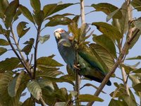 White-crowned Parrot - Pionus senilis