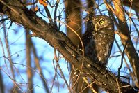 Pearl-spotted Owlet - Glaucidium perlatum