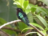 Purple-throated Carib - Eulampis jugularis