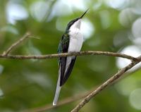 Black-eared Fairy - Heliothryx aurita