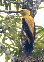 Cream-colored Woodpecker - Celeus flavus