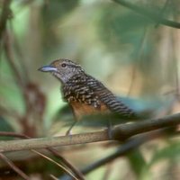 Spot-backed Antshrike - Hypoedaleus guttatus