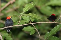 Red-headed Manakin - Pipra rubrocapilla