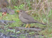 Great Thrush - Turdus fuscater