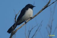 Willie-wagtail - Rhipidura leucophrys