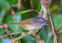 Mountain Fulvetta - Alcippe peracensis