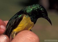 Collared Sunbird - Hedydipna collaris