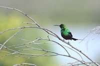 Malachite Sunbird - Nectarinia famosa