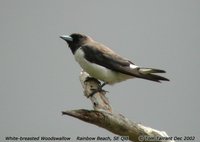 White-breasted Woodswallow - Artamus leucorynchus