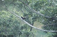 Lidth's Jay - Garrulus lidthi