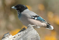 Black-headed Jay - Garrulus lanceolatus