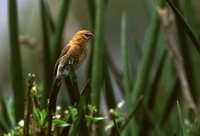 Purple Grenadier - Uraeginthus ianthinogaster