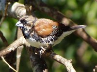 Black-and-white Mannikin - Spermestes bicolor