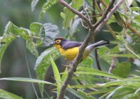 Spectacled Redstart - Myioborus melanocephalus