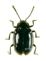 Endomychus gorhami - 미기록 무당벌레붙이