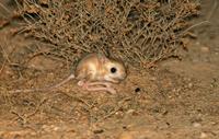 Lesser Jerboa