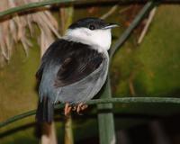 A bird with more gray (maybe from Brazil) was photographed by
