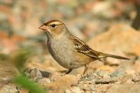 White-crowned Sparrow