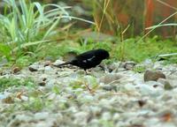 Variable Seedeater  